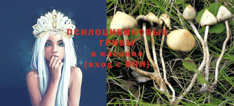 Псилоцибиновые грибы Psilocybine cubensis  Ипатово 